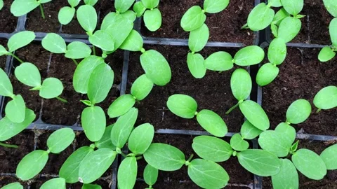 Small green seedlings sprouted in cups before planting in ground. Sprouts. Stock-Footage 272595444