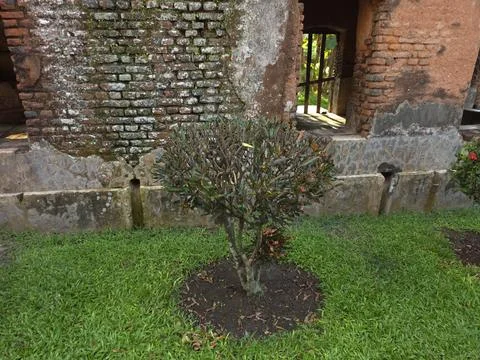 A small green shrub growing in a patch of grass near an old brick wall Stock Photos