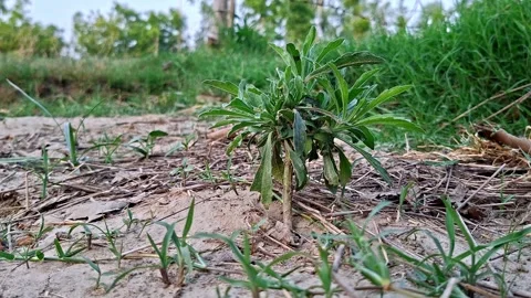Small Green Shrub Sprouting On Dry Rural Ground Vídeo Stock 337150522