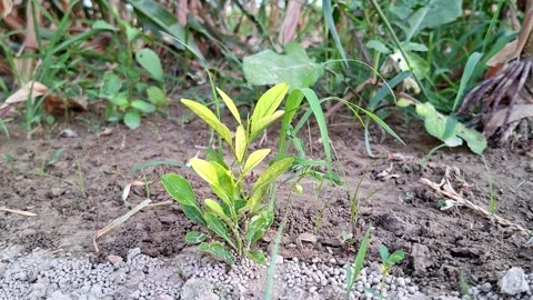 Small Green Shrub Sprouting From Rural Soil Vídeo Stock 338039064