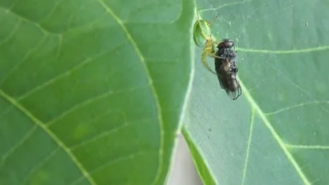 Small green spider approaching captured fly on green leaf, close-up Stock-Footage 346156339