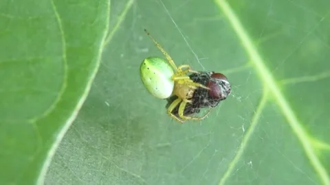 Small green spider consuming fly as metaphor for survival, macro Stock-Footage 346156686