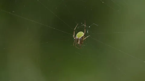 Small green spider with damaged web against green back ground Stock Footage 140482031