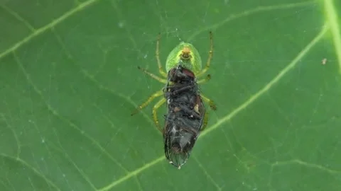Small green spider feeding on black fly on walnut leaf, macro Stock Footage 346154311