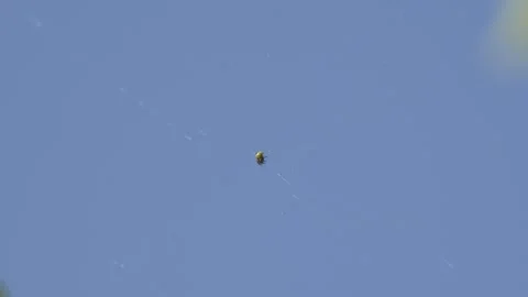Small Green Spider Hanging in Web - 4K Macro Vidéo 335710734
