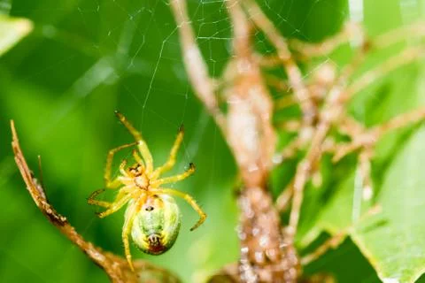 A small green spider in web Stock-Fotos