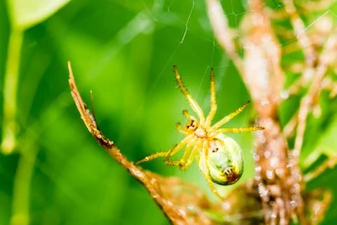 A small green spider in web Stock Photos