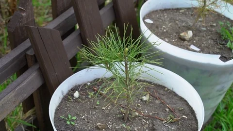A small green sprig of cedar in a pot 库存影片 75687660