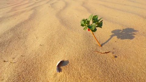 Small green sprout breaking through sand in desert. Stock Footage 277078369