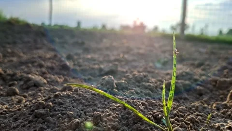 Small Green Sprout Emerging From Bare Soil Stock Footage 339115360