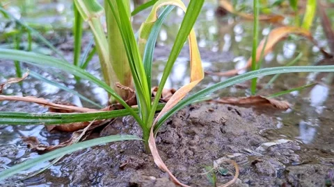 Small Green Sprout Emerging From Wet Silt Floor Vídeo Stock 337977456