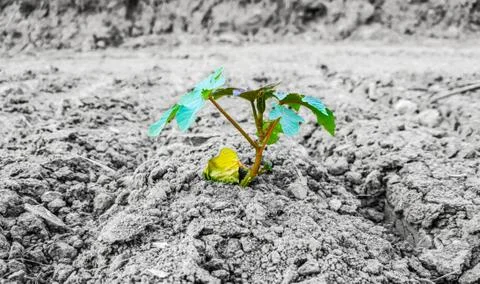 A small green sprout of the future tree breaks through to life among the with Stock Photos