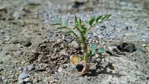 Small Green Sprout Growing In Sandy Soil Stock Footage 332713663