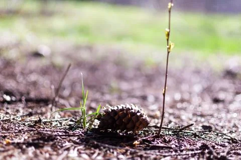 A small green sprout grows through the ground under the spring rays of the su Stock Photos