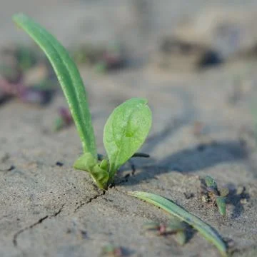Small Green Sprout Foto stock