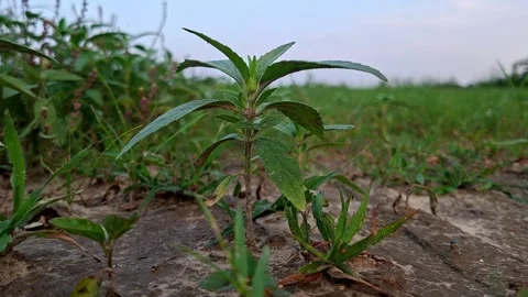 Small Green Sprout Rising From Crusted Soil Path Stock Footage 342043704