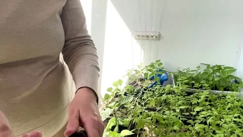 Small green sprouting seeds of varietal tomatoes grown in dairy cartons with soi Stock Footage 306733726