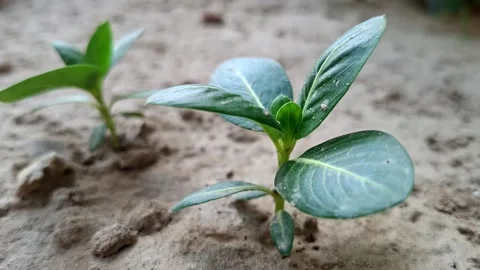 Small Green Sprouts Developing On Dry Silt Stock Footage 338420395