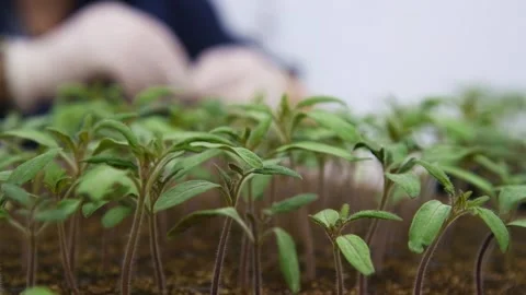 Small green sprouts Stock Footage 152106602