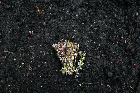 Small green sprouts on the ground. Thin branches of plants. A bunch of green Stock Photos