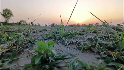 Small Green Sprouts Growing From Dry Rural Soil Vídeo Stock 336225462