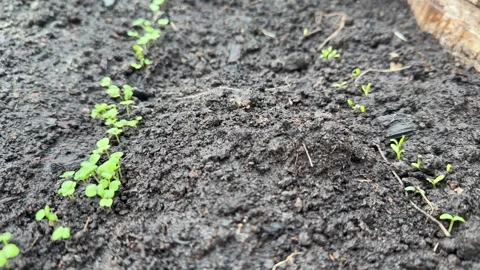 Small green sprouts growing in neat rows from wet black soil inside a greenhouse Stock Footage 342347621