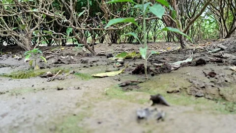 Small Green Sprouts Growing On Wet Soil Ground Video stock 342782975