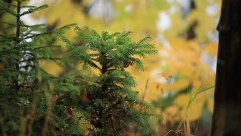 Small green spruce close to Stock Footage 118381613