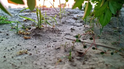 Small Green Stalks Sprouting From Bare Soil Vídeo Stock 337859574