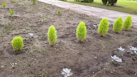 Small green thuja trees grow in the garden. Stock Footage 314359678