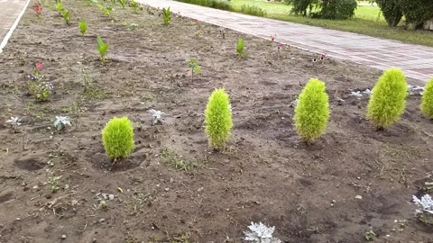 Small green thuja trees grow in the garden. Stock Footage 314359684