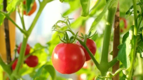 A small green tomatoes and red grows on a branch close-up. Stock Footage 249658410