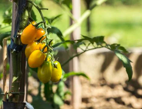 Small green tomatoes Foto stock