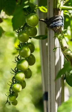Small green tomatoes Stock Photos