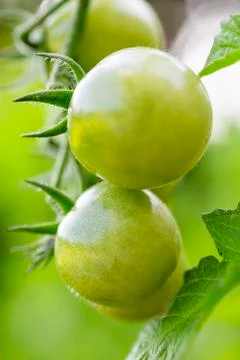Small green tomatoes Stockfoto's
