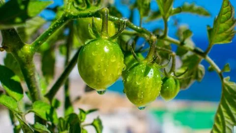 Small Green Tomatoes Stock Photos