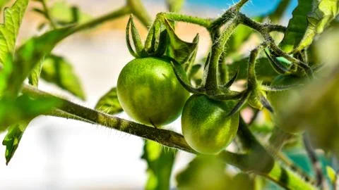 Small Green Tomatoes Stock Photos
