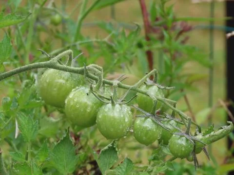 Small green tomatoes Stock-Fotos