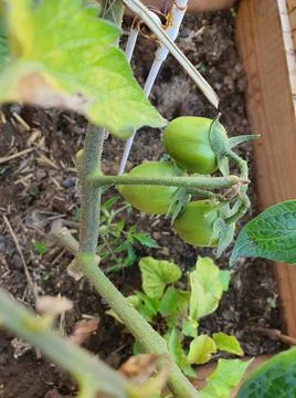 Small green tomatoes Foto stock