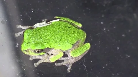 Small green tree frog closeup at night Stock Footage 54283996