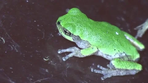 Small green tree frog closeup at night Stock Footage 54286248