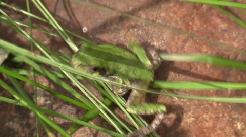 Small green tree frog closeup Stock Footage 55377291