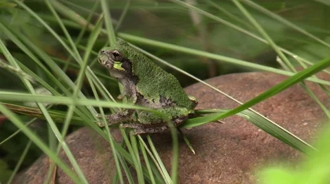 Small green tree frog closeup side view wildlife nature animal Stock Footage 55377322