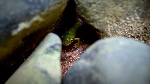 Small green tree frog hiding inside a rock. Stock Footage 316204083