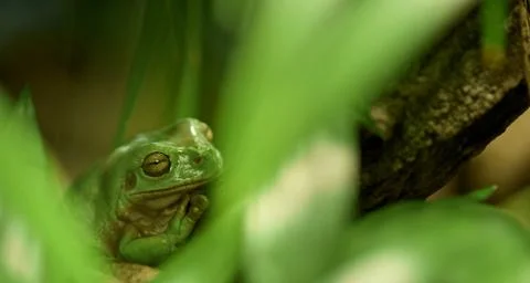 A small, green tree frog is perched on a tree branch Foto stock