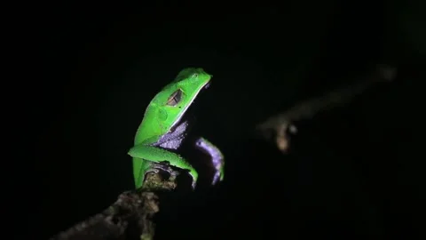 A small green tree frog sitting on a branch with his eyes closed and taking Stock Footage 142747797