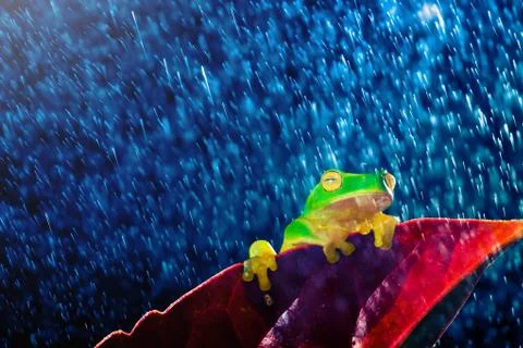Small green tree frog sitting on red leaf in rain Stock Photos