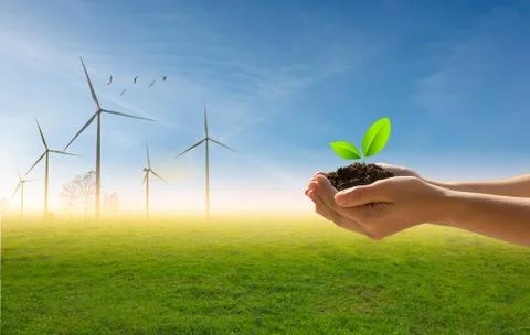 A small green tree in hand on the background of flock of birds, blue sky and  Stock Photos