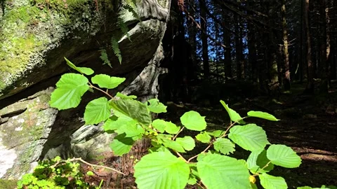 Small green tree moving in the breeze beside a giant mossy rock Stock Footage 344472080