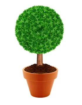 Small green tree Stock Photos